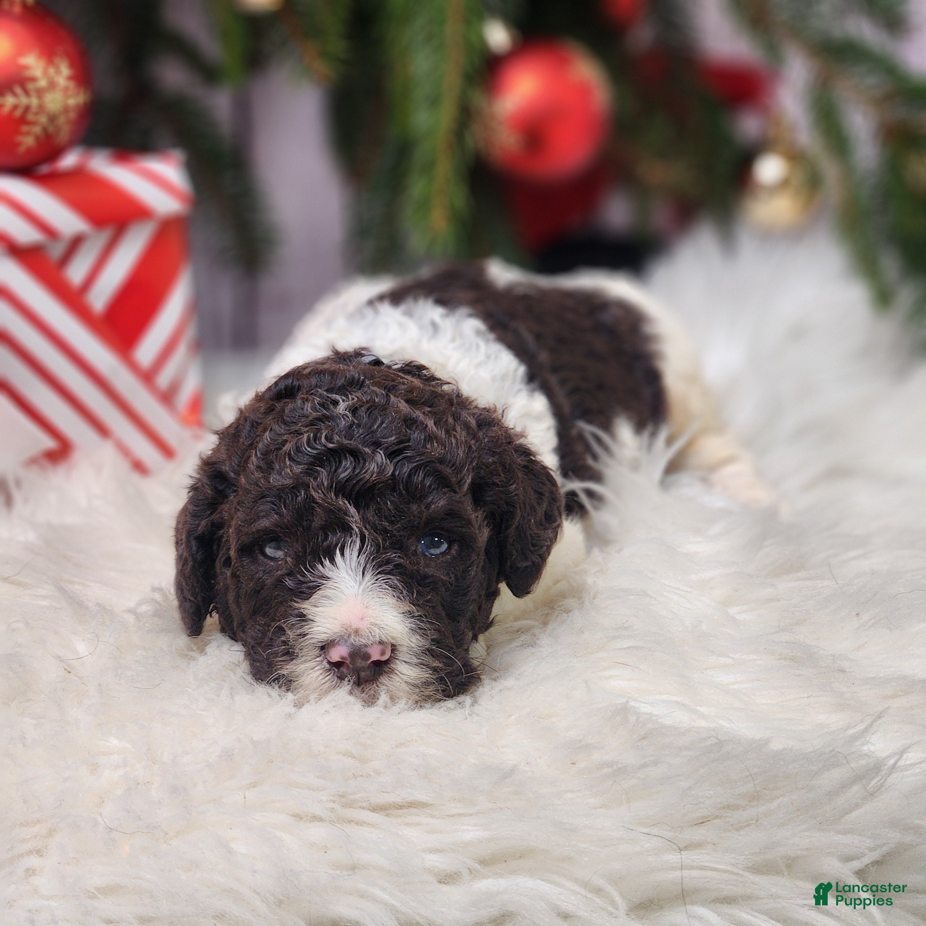 Labradoodle dogs William - F1B - Ad 1