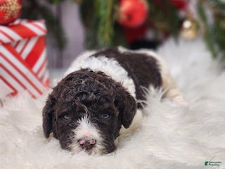 Labradoodle dogs William - F1B - Ad 3