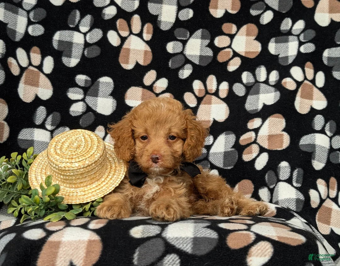 Cockapoo dogs for sale: Claude Hypoallergenic - Ad 5