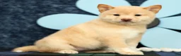 Shiba Inu dogs for sale: Krissy - Ad 1