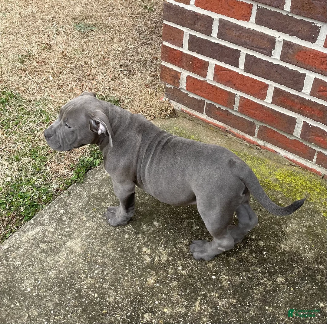 American Bully dogs for sale: Rocko - Ad 14