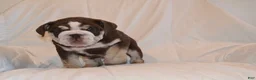 English Bulldog dogs for sale: Bandit (Chocolate Trindle) - Ad 9