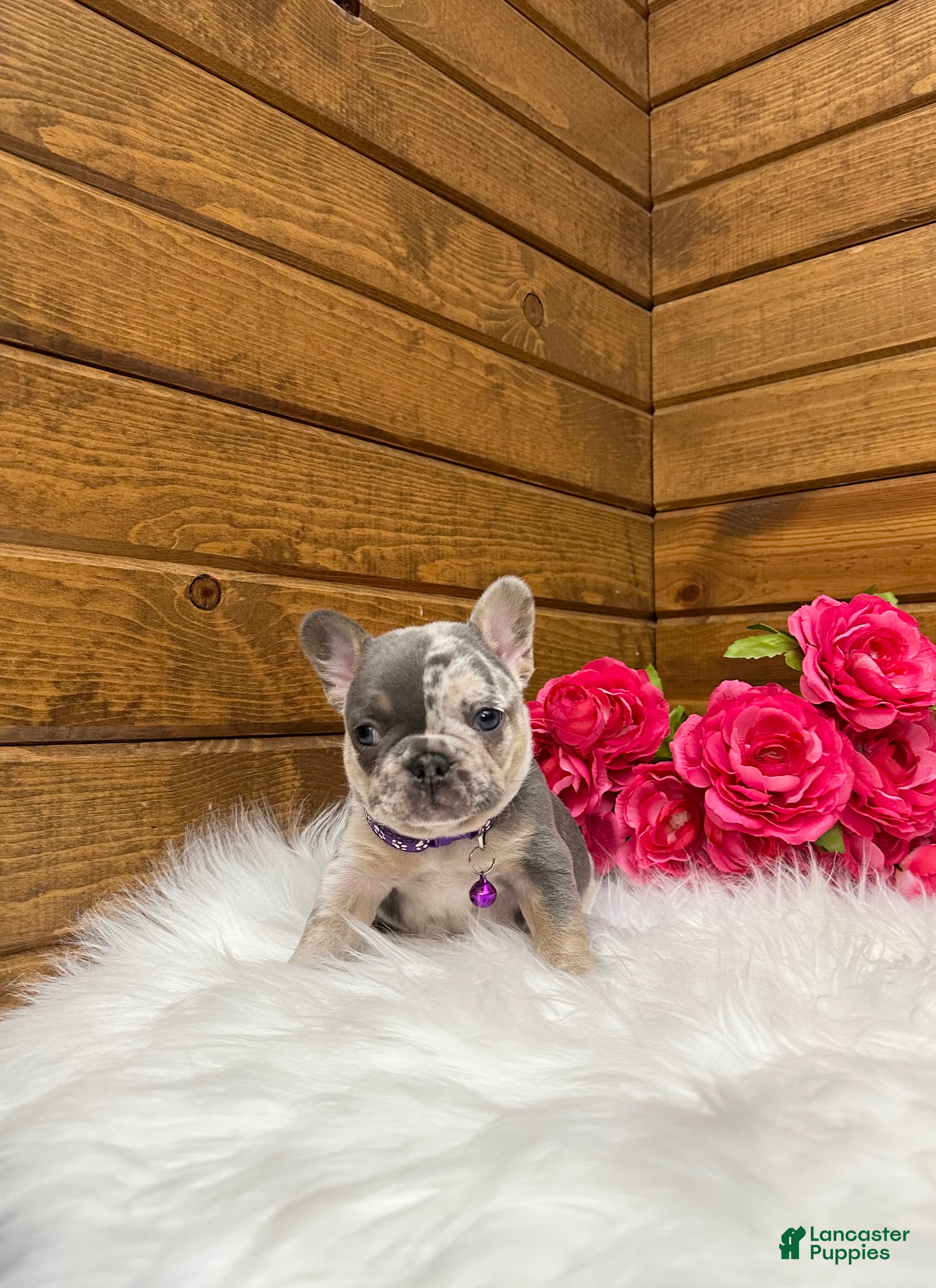 French Bulldog dogs Janie - Ad 1