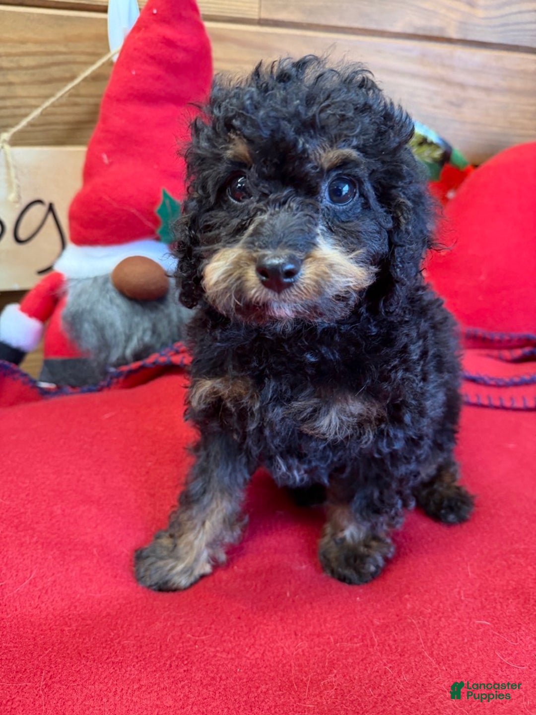 Cockapoo dogs for sale: Benny - Ad 1