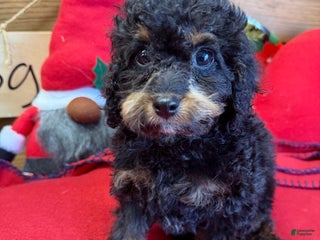 Cockapoo dogs Benny - Ad 4