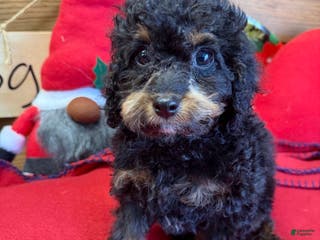 Cockapoo dogs Benny - Ad 29