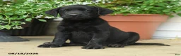 Labrador Retriever dogs for sale: Pierce - Ad 5