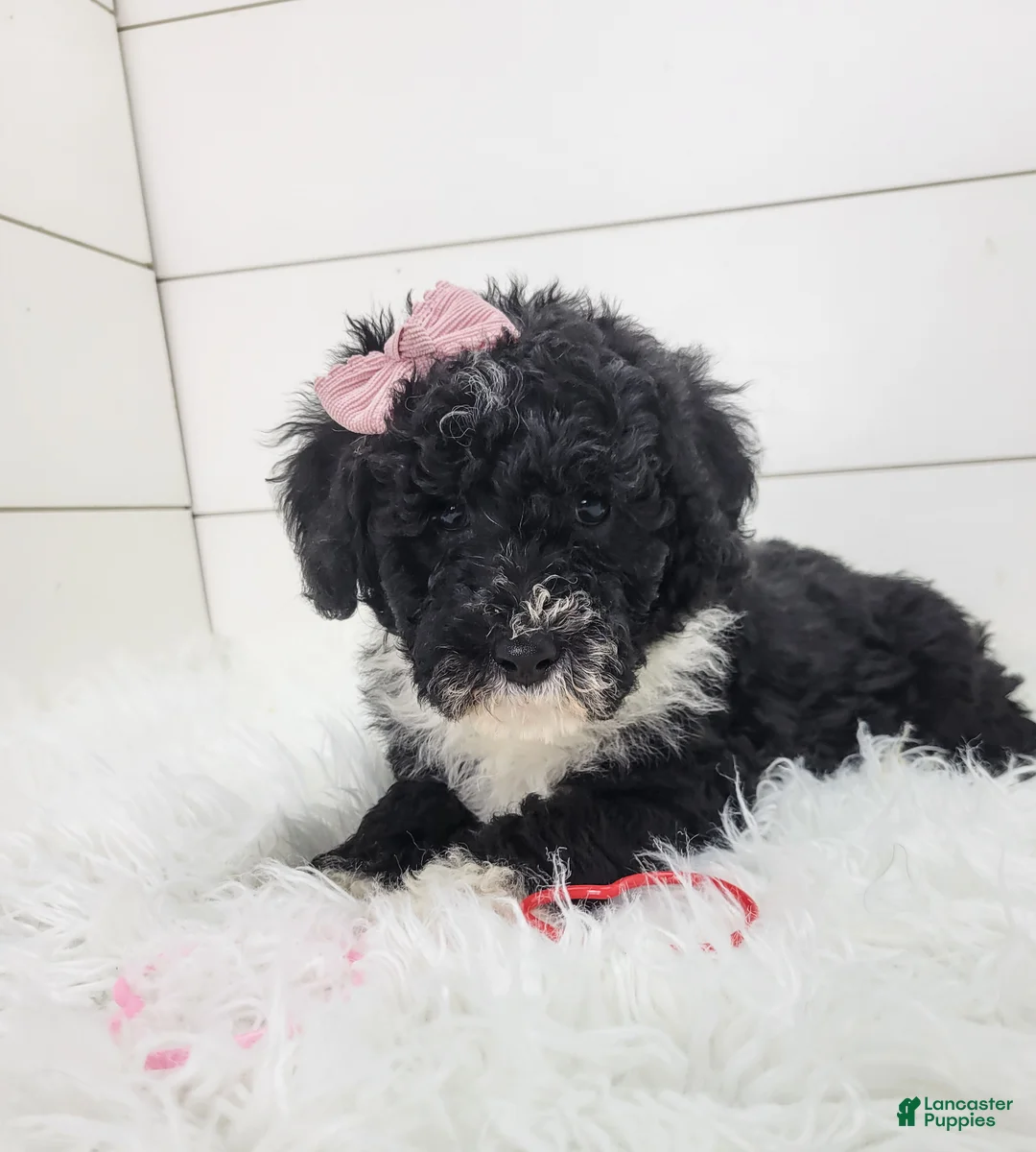 Portuguese Water Dog dogs for sale: Jovi - Ad 6