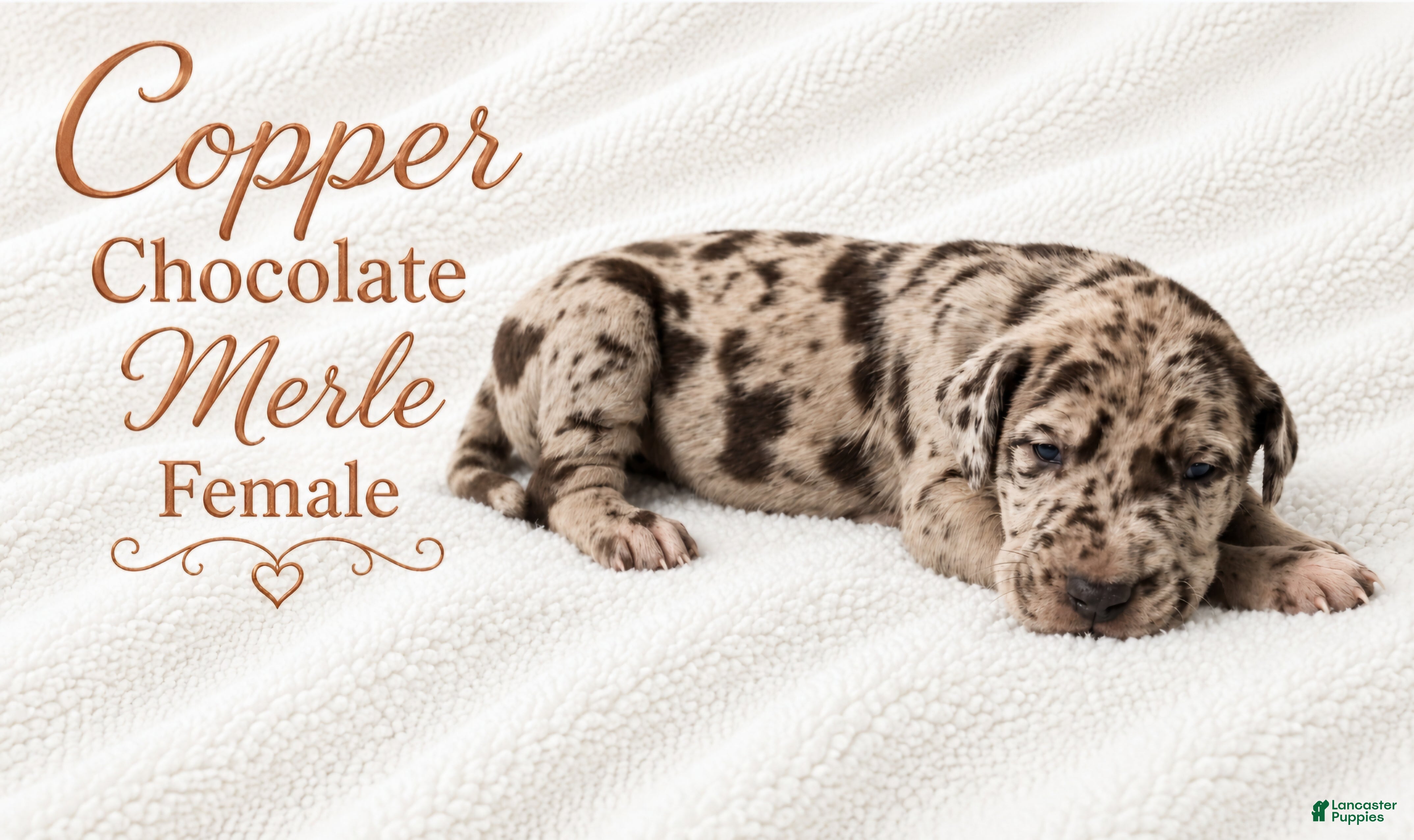 Great Dane dogs Copper - Ad 35