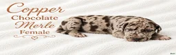 Great Dane dogs for sale: Copper - Ad 1