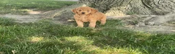 Mini Goldendoodle dogs for sale: Milie Mini Goldendoodle  - Ad 3
