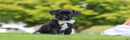 Boxer dogs for sale: Lainey - Ad 4