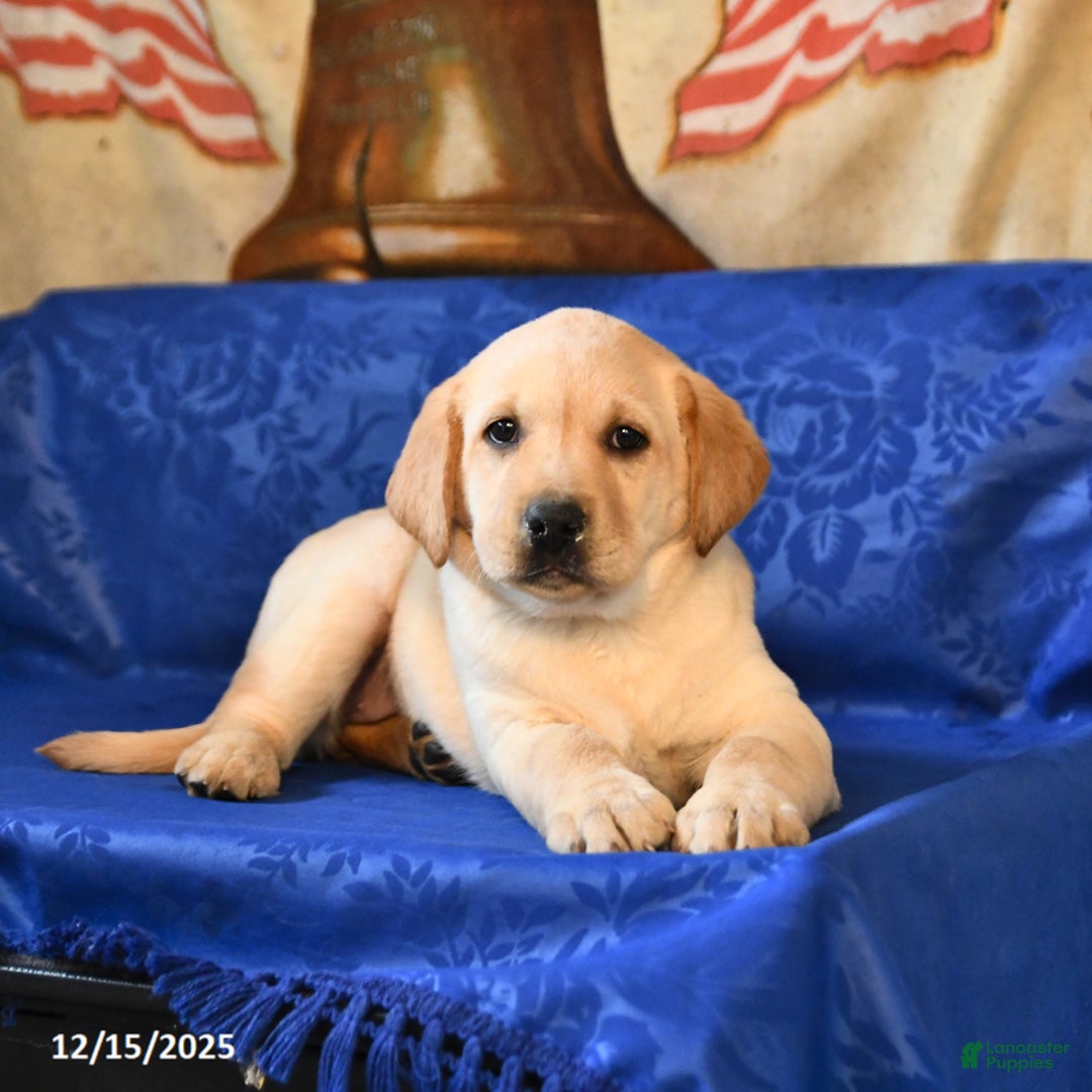 Labrador Retriever dogs for sale: Honey - Ad 4