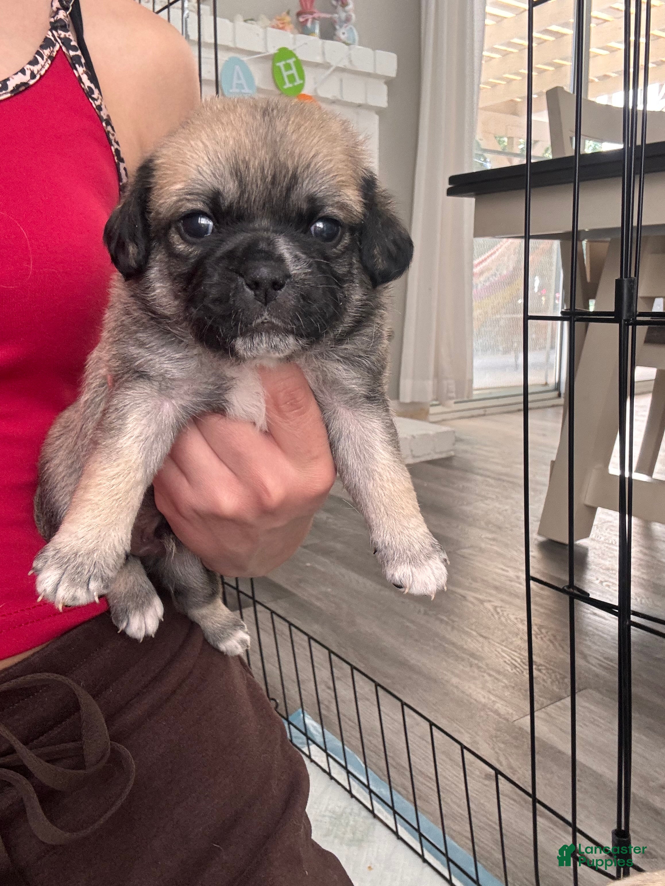 Mixed Breed dogs Mixed Breed Puppy 5 - Ad 9