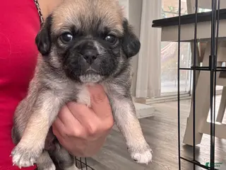 Mixed Breed dogs Mixed Breed Puppy 5 - Ad 26