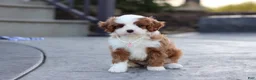 Cavapoo dogs for sale: Angel - Ad 7