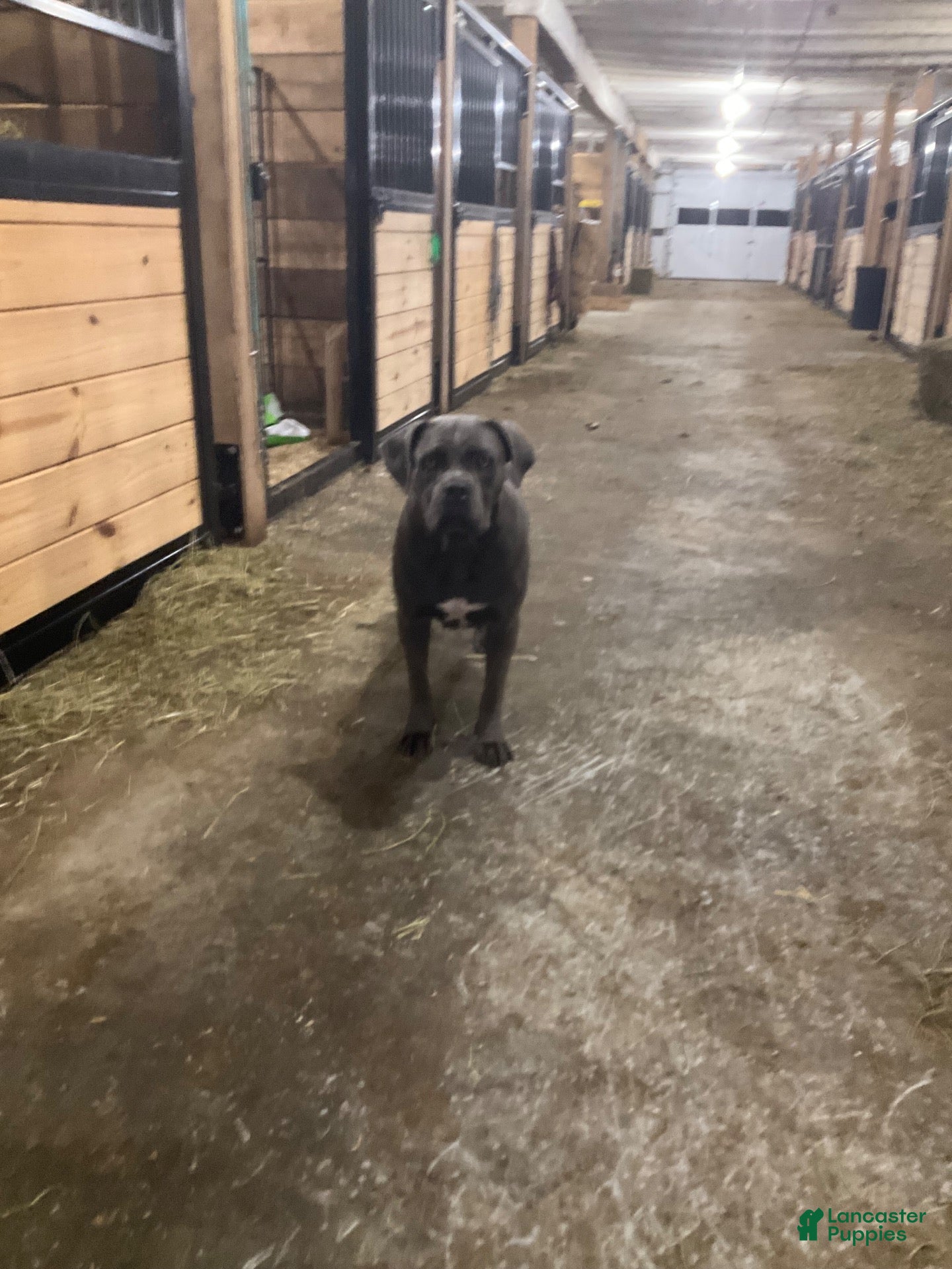 Cane Corso dogs Cane Corso 1 - Ad 2
