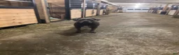 Cane Corso dogs for sale: Cane Corso 1 - Ad 2