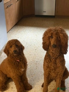 Standard Poodle dogs Puppy 2 - Ad 2