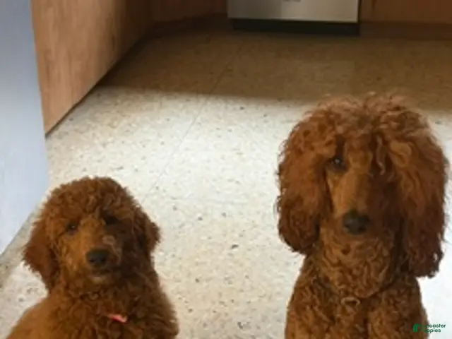 Standard Poodle dogs Puppy 2 - Ad 2