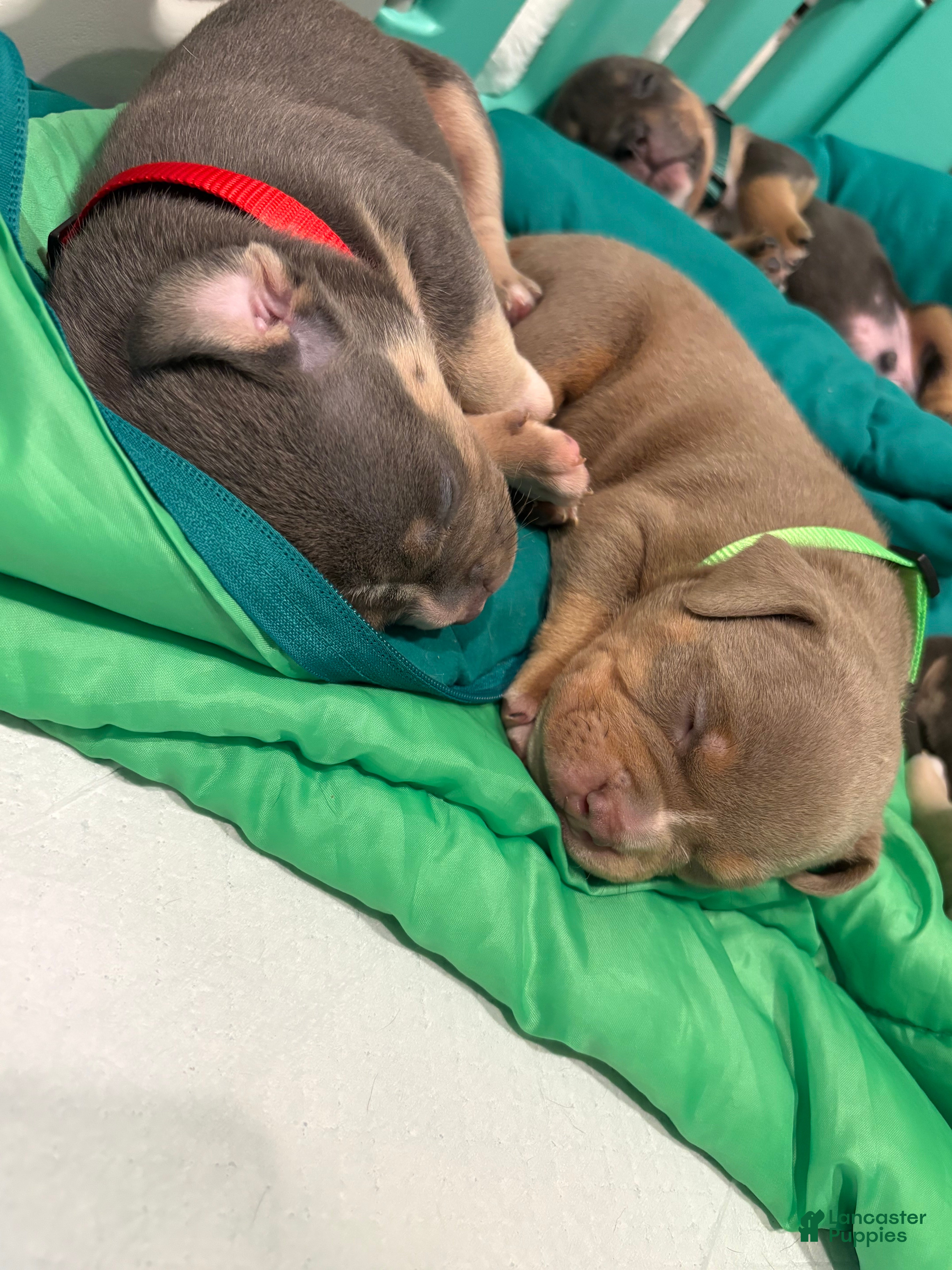 American Bully dogs American Bully Puppy 5 - Ad 9