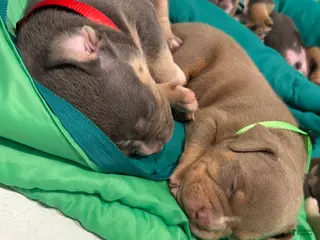 American Bully dogs American Bully Puppy 5 - Ad 9