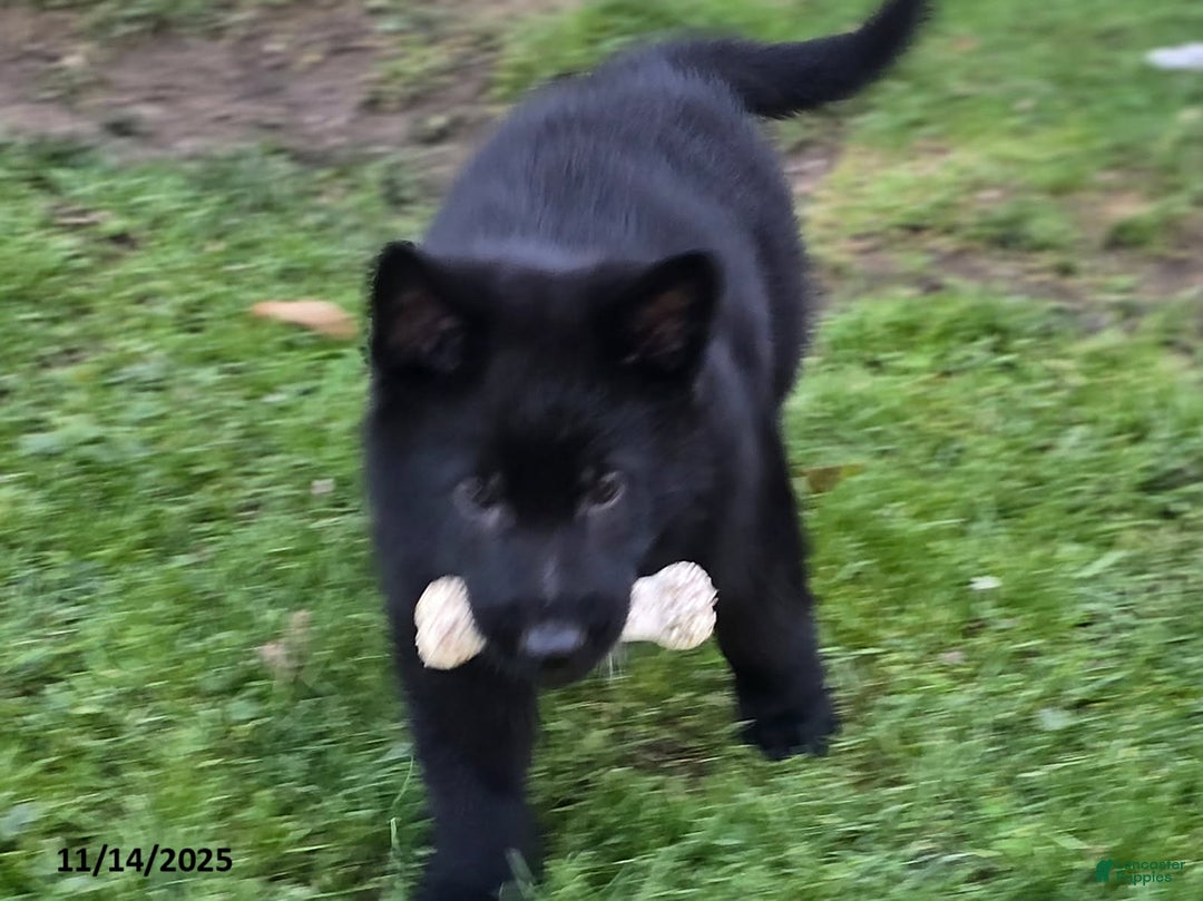 German Shepherd dogs for sale: James Bond - Ad 4