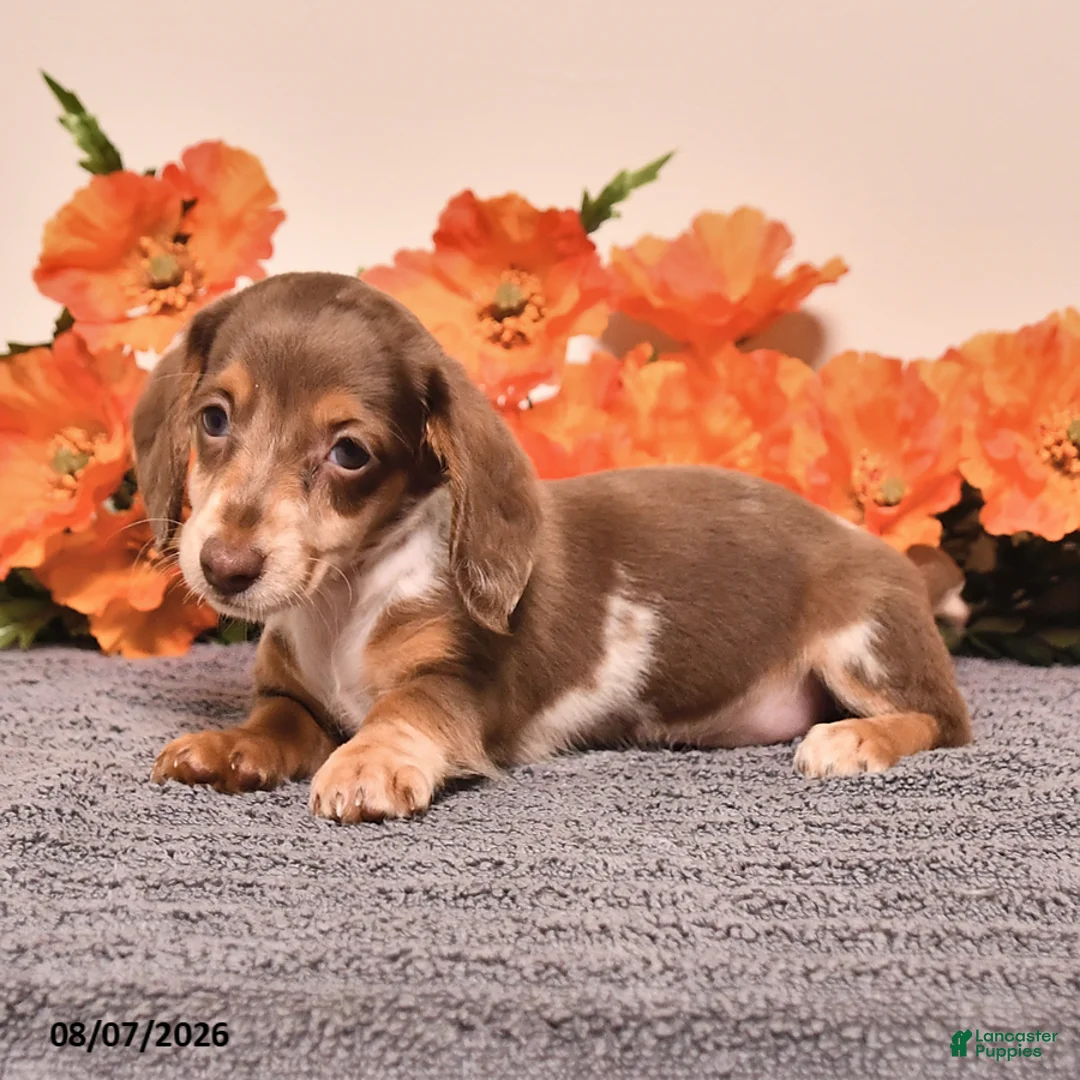 Miniature Dachshund dogs for sale: Indy - Ad 2