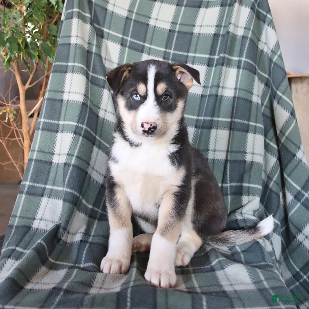 Mixed Breed dogs for sale: Shadow - Ad 1