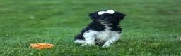 Havapoo dogs for sale: OWEN - Ad 7
