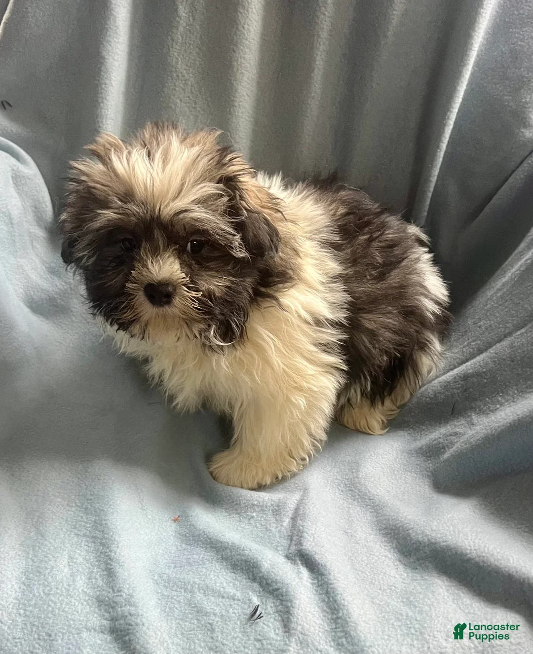 Shih Tzu dogs for sale: Teddy-Boy - Ad 4