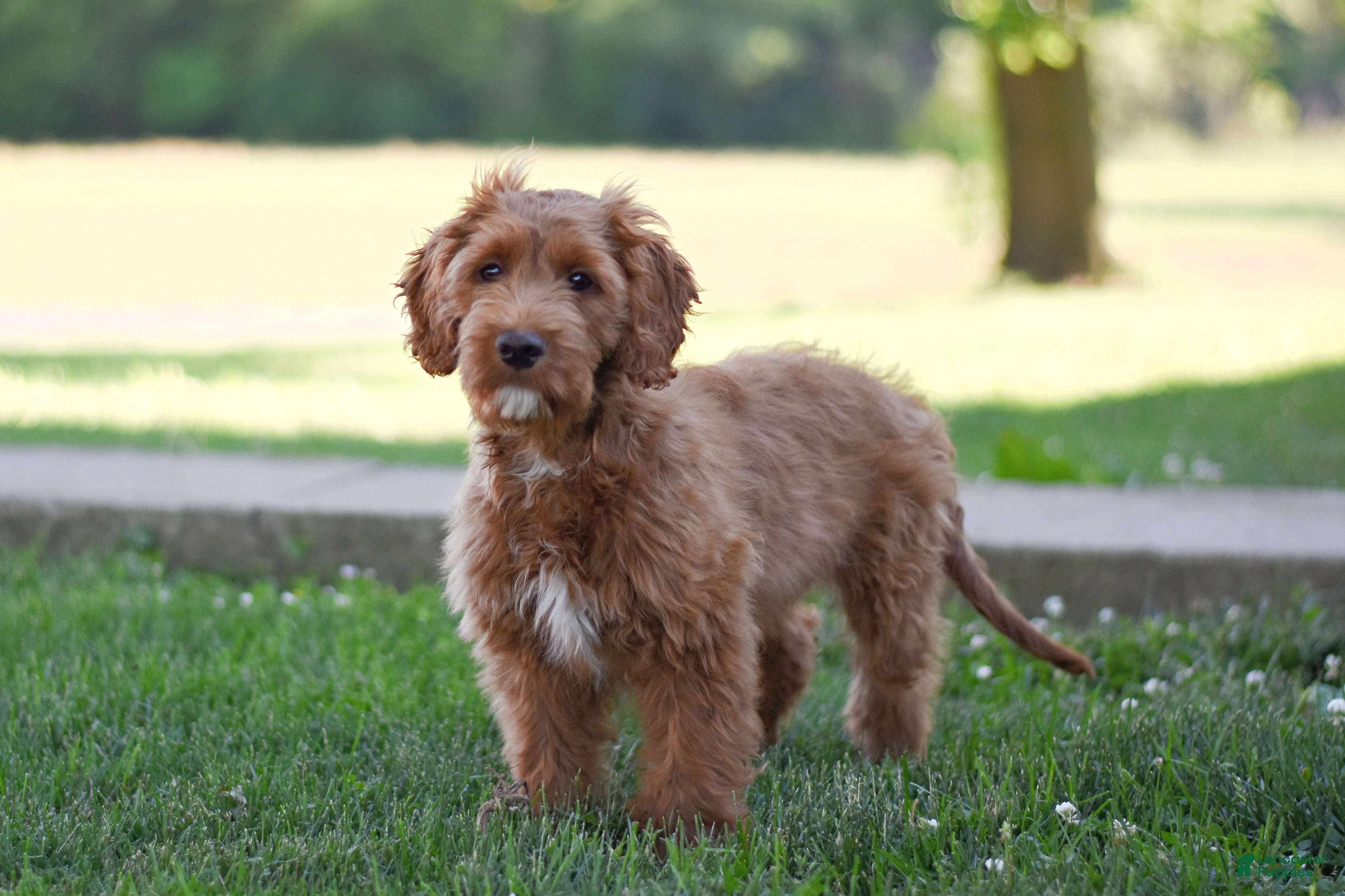 Cockapoo dogs Corbin - Ad 1