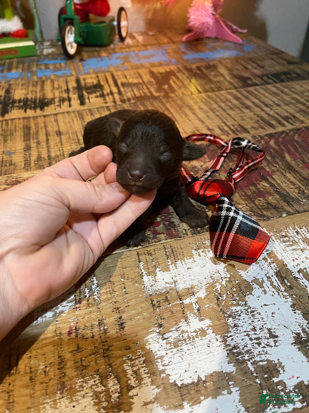 Miniature Poodle dogs for sale: Akc Clear Chocolate Phantom Boy 1 - Ad 9
