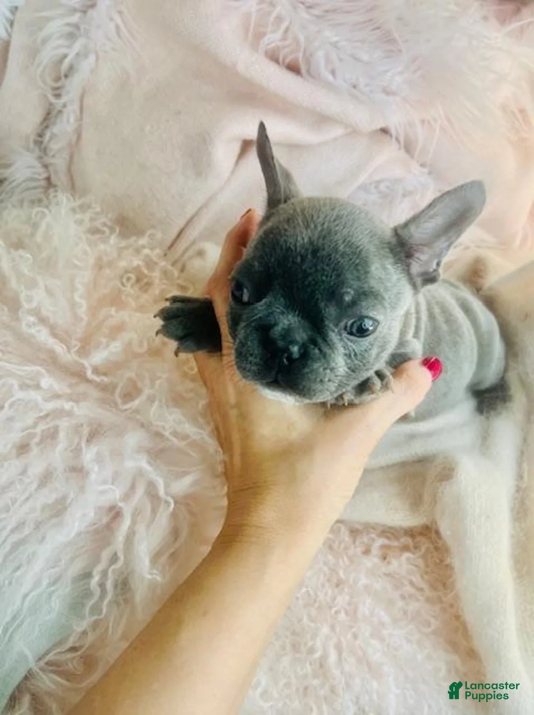 French Bulldog dogs for sale: French Bulldog Puppy 1 - Ad 3