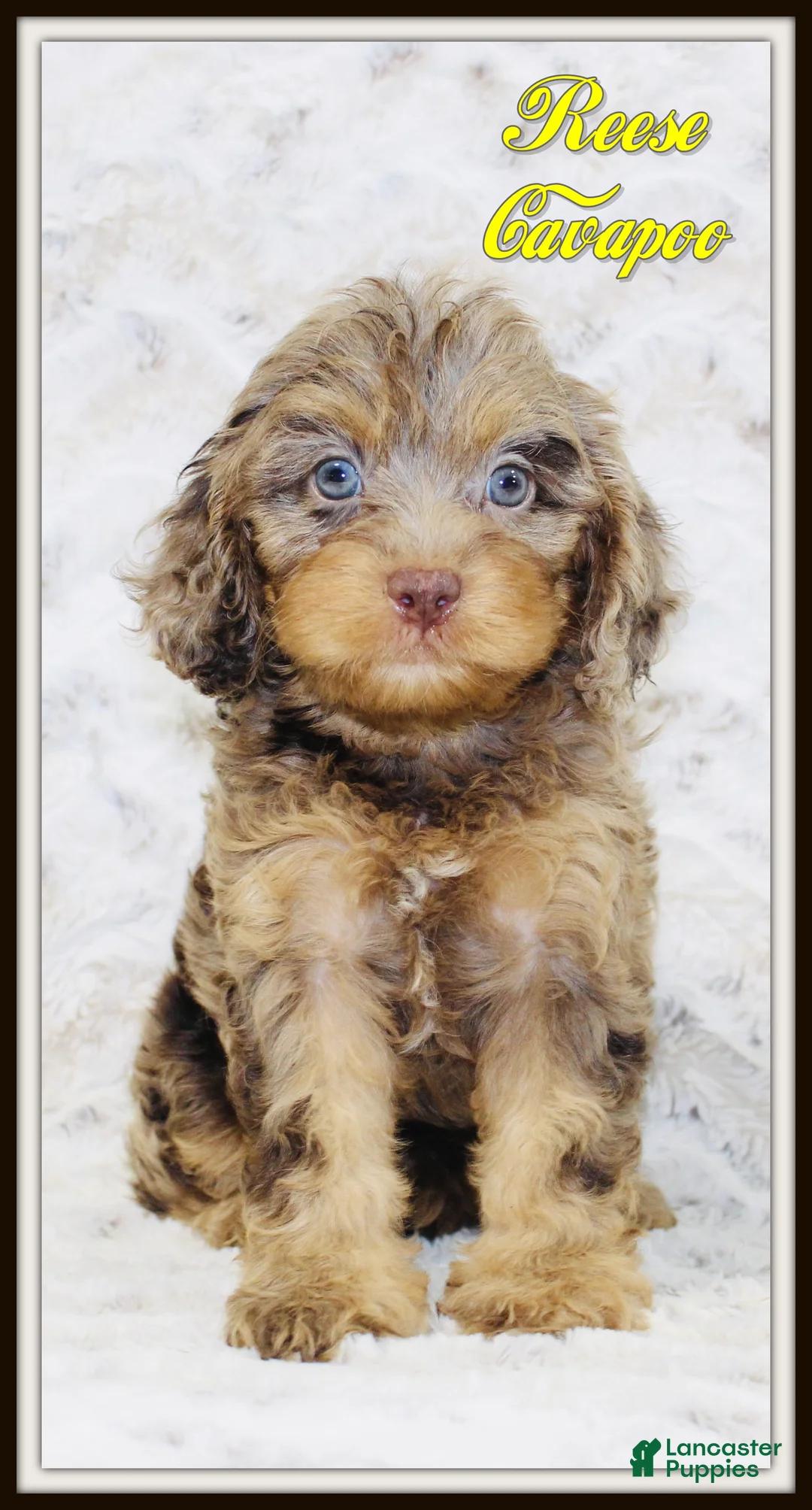 Cavapoo dogs for sale: Reese - Ad 1