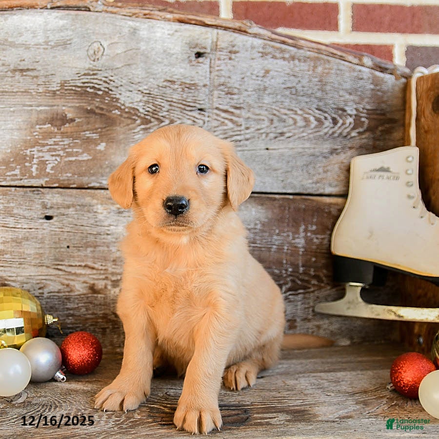 Golden Retriever dogs Rambo - Ad 31
