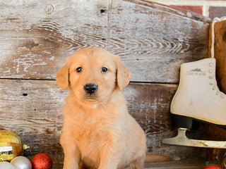 Golden Retriever dogs Rambo - Ad 31