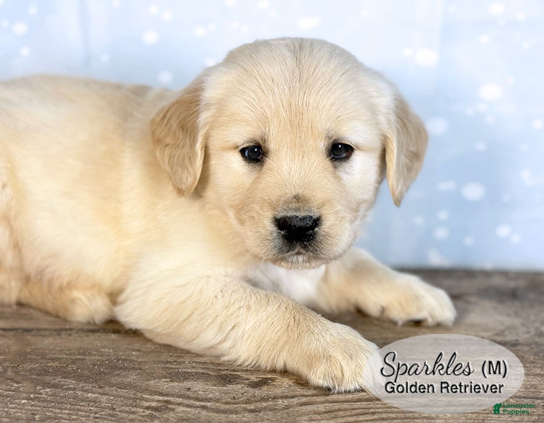 Golden Retriever dogs for sale: Sparkles - Ad 1