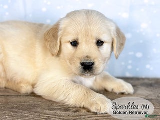 Golden Retriever dogs Sparkles - Ad 25