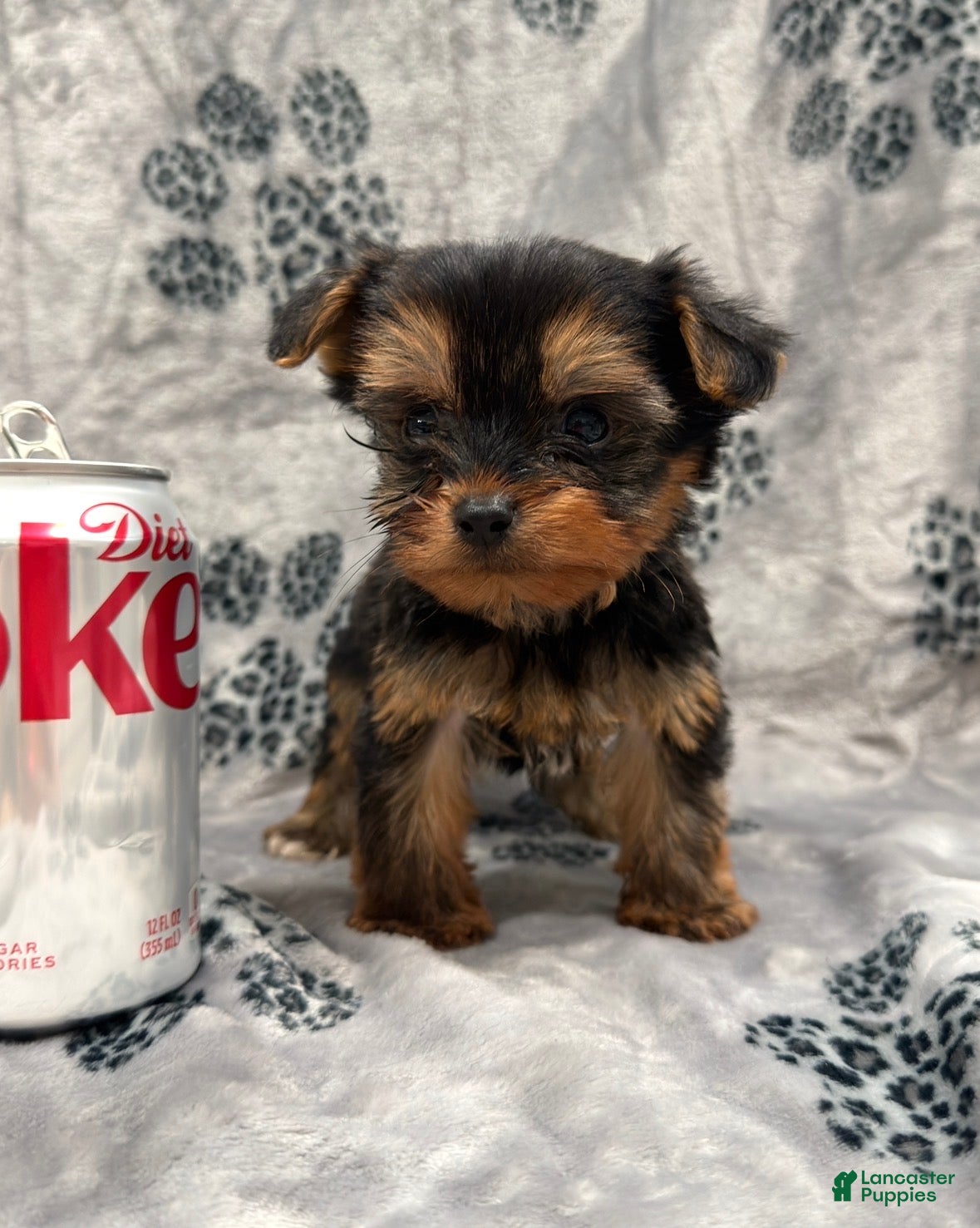 Yorkshire Terrier dogs Yorkshire Terrier 2 - Ad 1