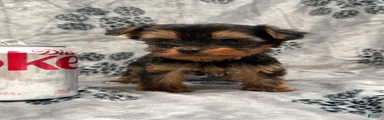 Yorkshire Terrier 2