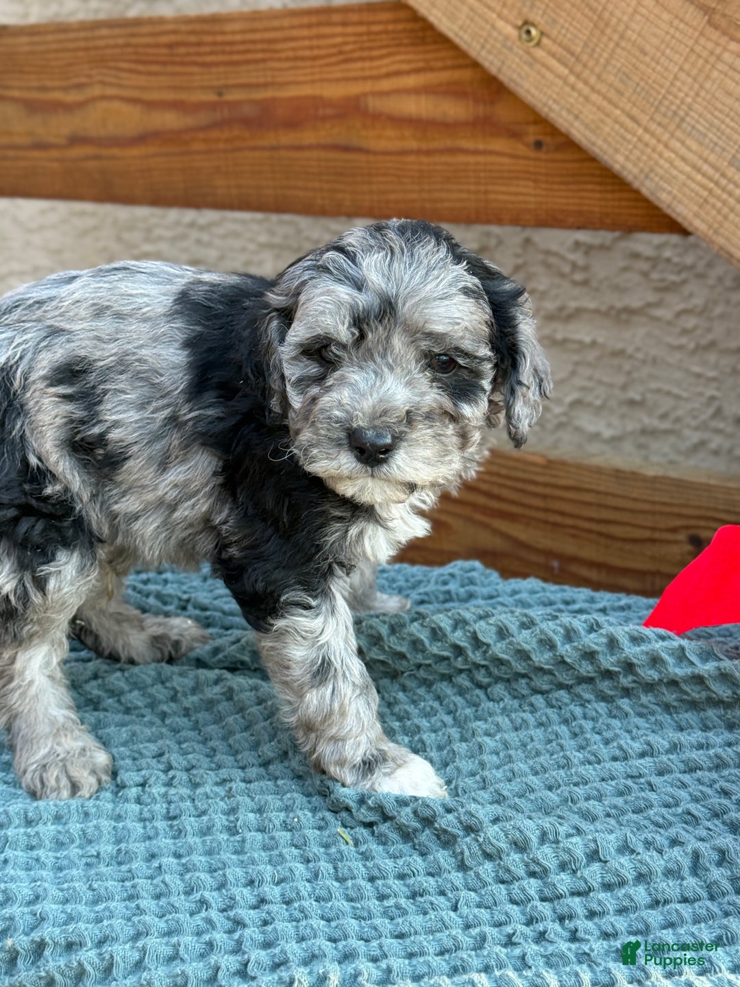 Bichpoo dogs for sale: Ashlee - Ad 9