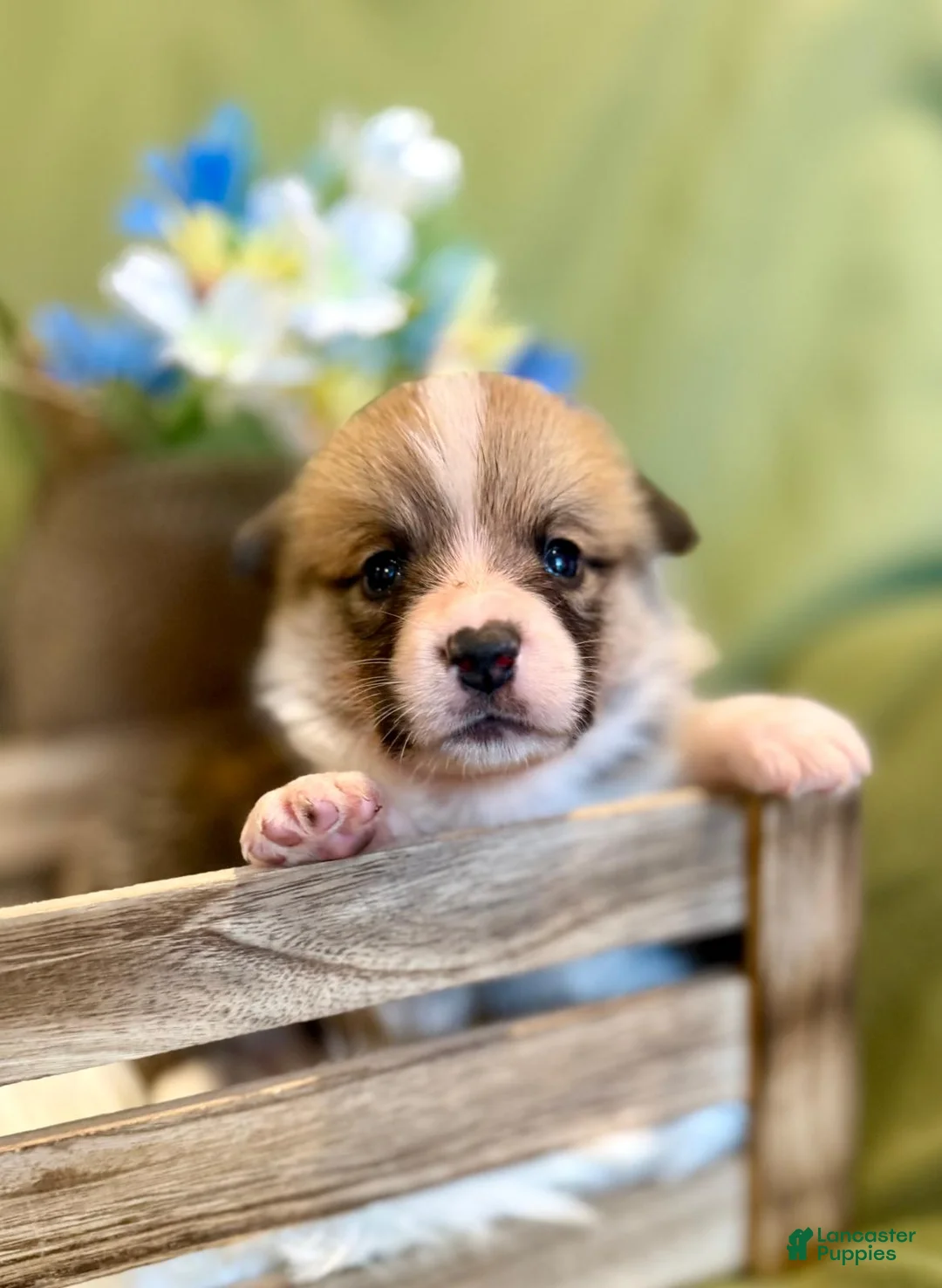 Welsh Corgi Pembroke dogs for sale: Gino (Blue Collar) - Ad 1