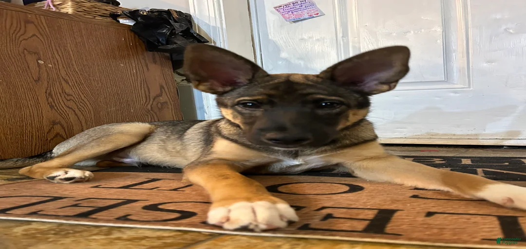 Gallery Image {{count}}