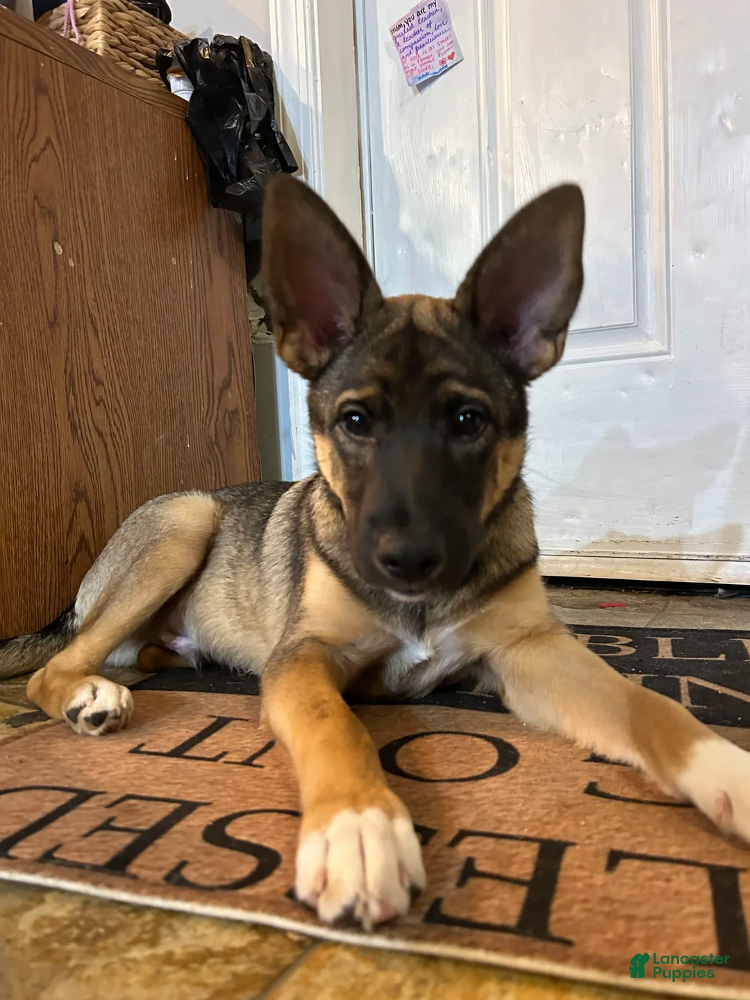 Gallery Image {{count}}