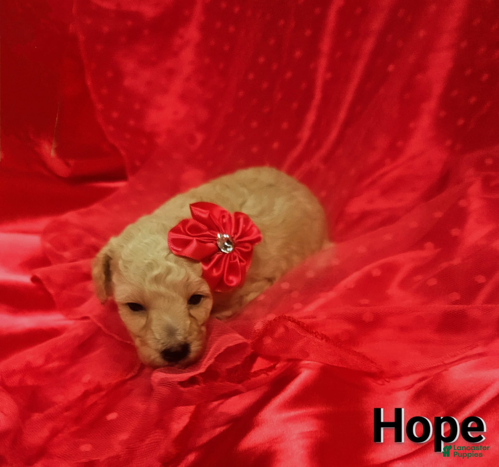 Toy Poodle dogs Hope - Ad 18