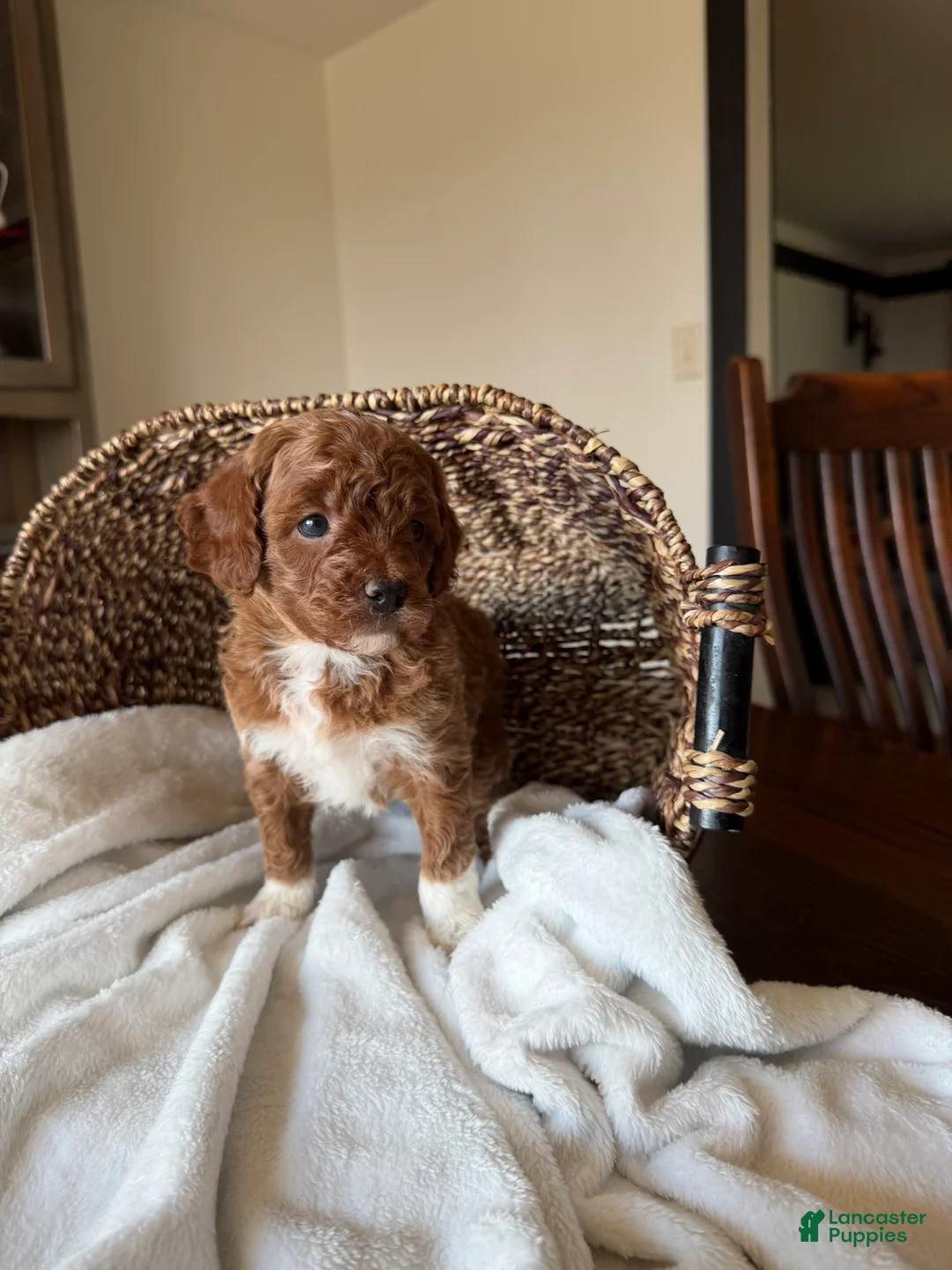 Mini Goldendoodle dogs for sale: Hazel - Ad 3