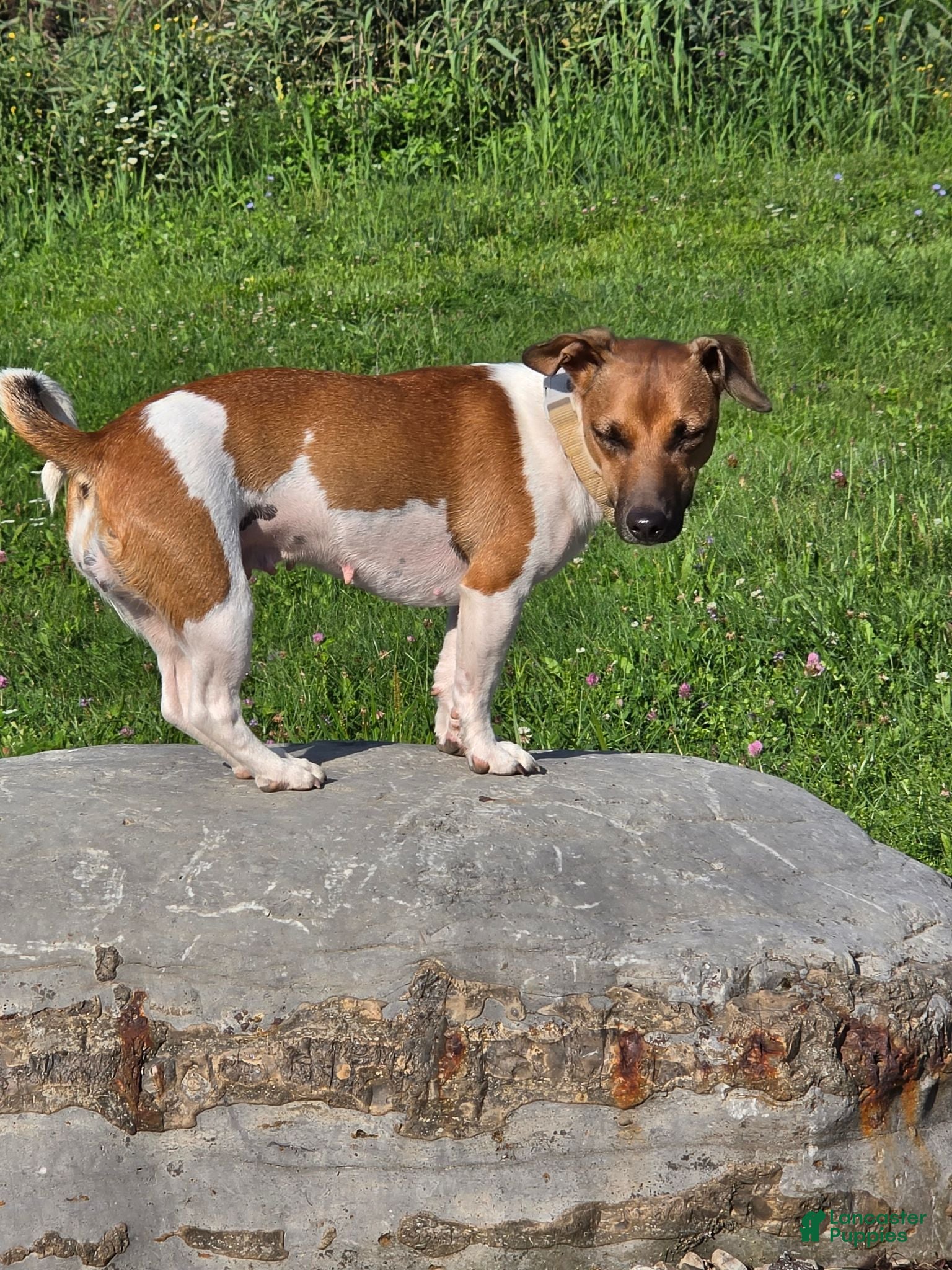 Jack Russell Terrier dogs Jack Russell Terrier 3 - Ad 2