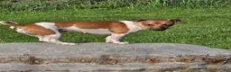 Jack Russell Terrier dogs for sale: Jack Russell Terrier 4 - Ad 2