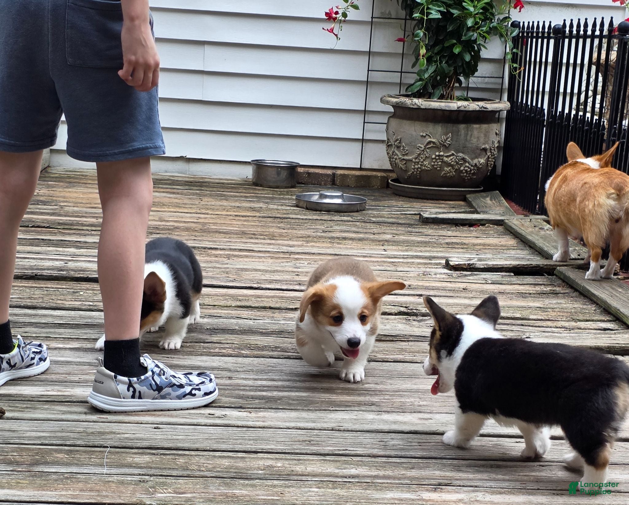Welsh Corgi Pembroke dogs Welsh Corgi Pembroke 3 - Ad 2